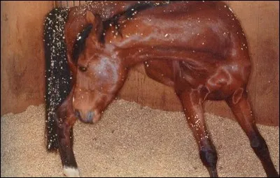 Que faut-il craindre lorsque le cheval regarde ses flancs ?