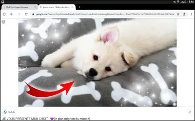 Comment se nomment ses animaux ?