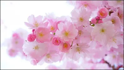 Quelle est ta fleur pr&eacute;f&eacute;r&eacute;e ?