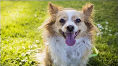 Dans quelle ville canadienne débarqueront par la suite les explorateurs vénitiens Jean Cabot et son fils Sébastien ?