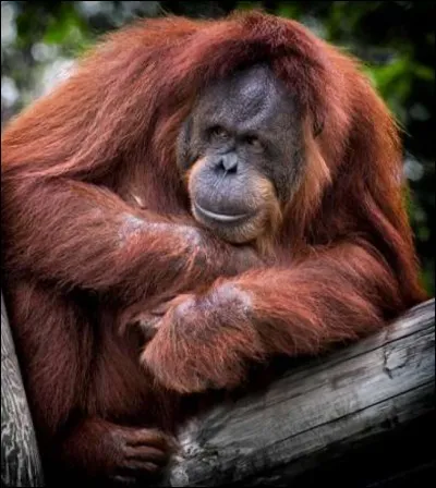 Qui a englué l'orang-outan ?