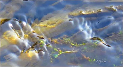 A-S-S-E-R-M-E-N-T-&Eacute; :