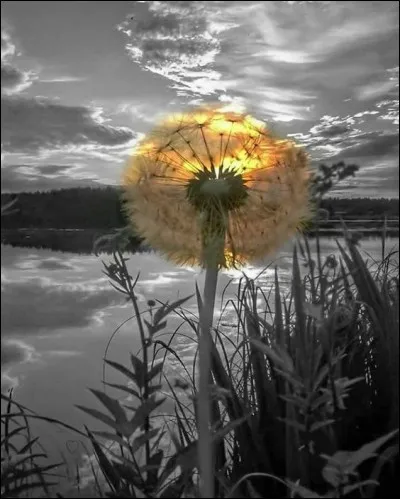 Quelle est cette fleur ?