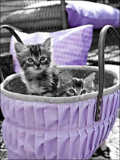 Qui a chant&eacute; "Le Petit Chat est mort" ?