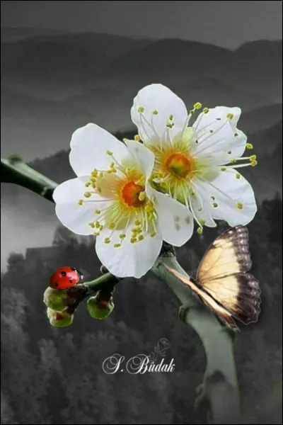 Que sont ces fleurs ?