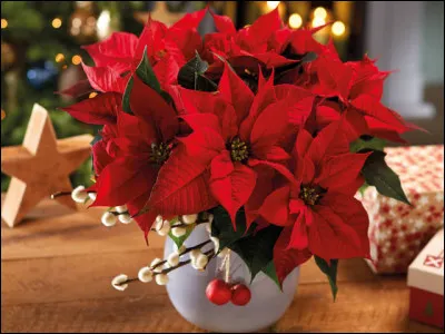 À quelle période festive de l'année associe-t-on cette fleur ?