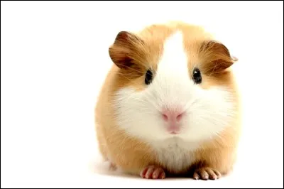 Quel est ton animal préféré ?