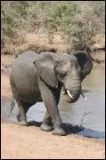 Combien de litres la trompe de l'lphant peut-elle contenir ?