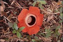 La rafflesia, la plus grande fleur du monde  une particularit, laquelle ?