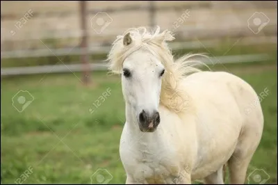 Là c'était facile, ça va être plus dur. Le shetland peut-il être blanc ?