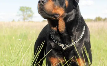 Quiz Rottweiler