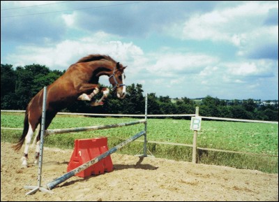 Quel cheval saute le mieux ?
