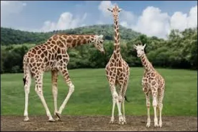 La girafe est le seul vert&eacute;br&eacute; terrestre &agrave; ne pas b&acirc;iller.....m&ecirc;me les poissons b&acirc;illent, en g&eacute;n&eacute;ral, un animal b&acirc;ille moins quand ?
