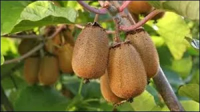 Le kiwi a &eacute;t&eacute; nomm&eacute; en r&eacute;f&eacute;rence &agrave; l'oiseau embl&egrave;me de la Nouvelle-Z&eacute;lande pour conqu&eacute;rir le march&eacute; am&eacute;ricain, comment les Chinois l'appellent-ils &agrave; l'origine ?