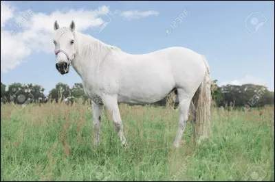 Ce cheval a la peau...