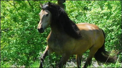 Comment nomme-t-on un cheval mâle reproducteur ?