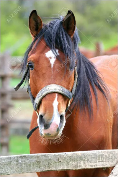 Comment appelle-t-on un cheval non reproducteur et non castré ?