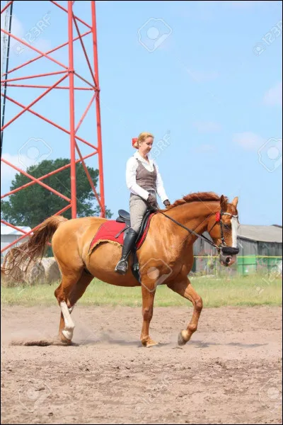 Comment appelle-t-on un cheval castré ?