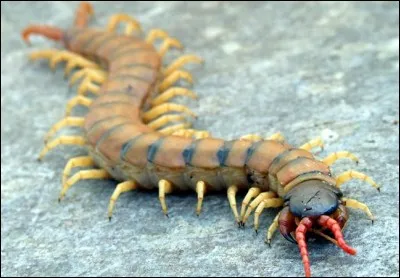 Qui a infecté Jamy, le fils de l'empereur ?
