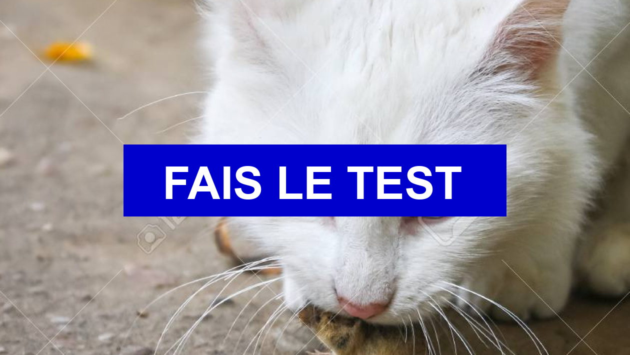 Test La Guerre Des Clans Quel Est Ton Nom Test de personnalité Quel est ton nom dans ''La Guerre des clans'' ?