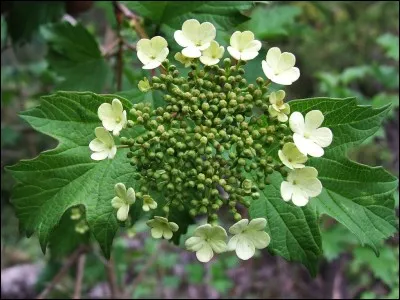 Le champignon clitopile petite prune est connu sous plusieurs noms. Lequel est faux ?
