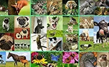 Quiz Animaux