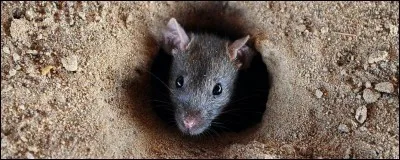 Quand tu vois cette photo, tu penses :