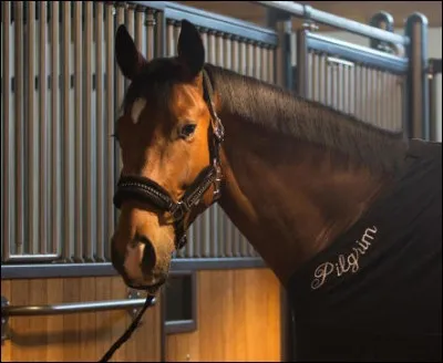 Comment aborder un cheval pour lui mettre le licol ?