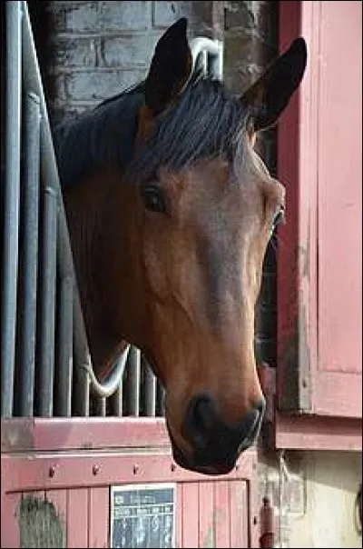 Si un cheval a les oreilles tournées vers l'avant, ça signifie :