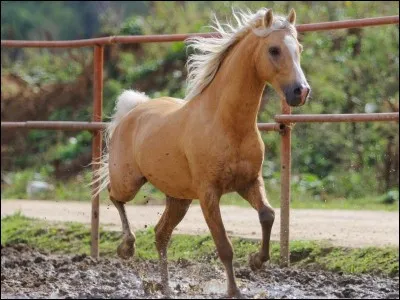 Quelle est la robe de ce cheval ?