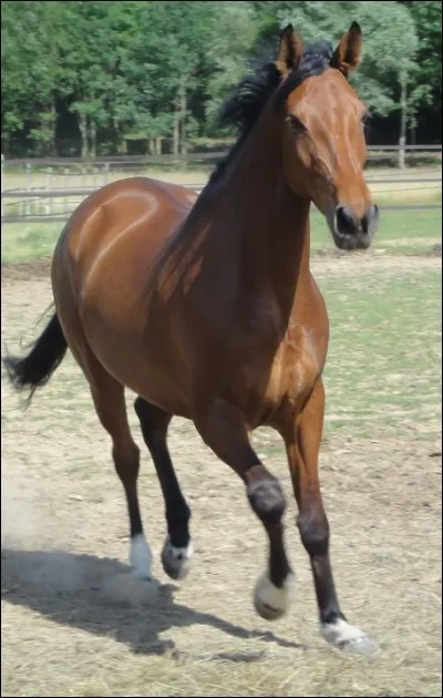 Quelle est la robe de ce cheval ?