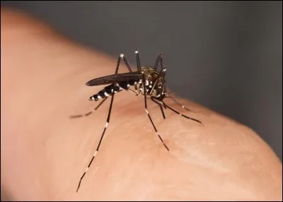 Quel est l'autre nom du paludisme ?