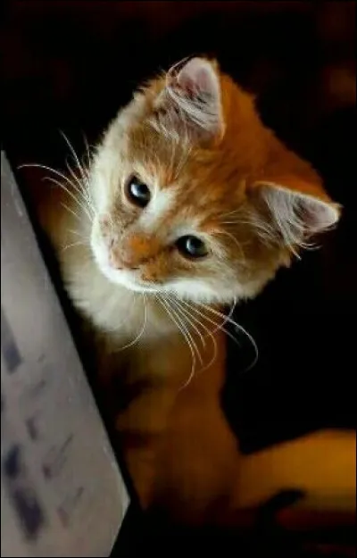 Un chat domestique arrive, que penses-tu ?