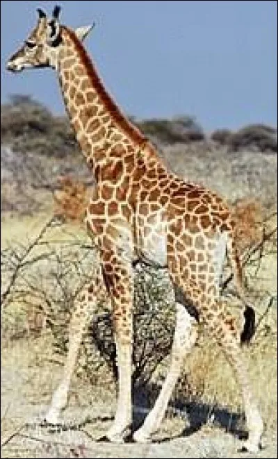 De quelle couleur la langue de la girafe est-elle ?