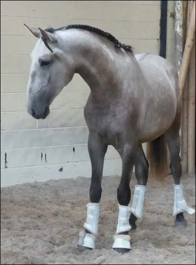 Quelle est la race de ce cheval ?