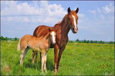 Si tu avais un cheval, il s'appellerait :