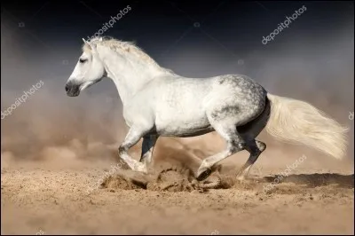 Erwan, un gars de ton cours, monte Orion, un cheval ultra paresseux. Orion s'endort au beau milieu d'un exercice.