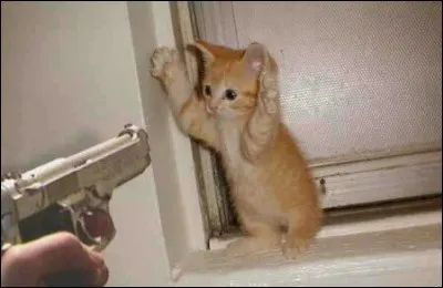 Tu entend les cris de détresse d'un chaton. Que fais-tu ?