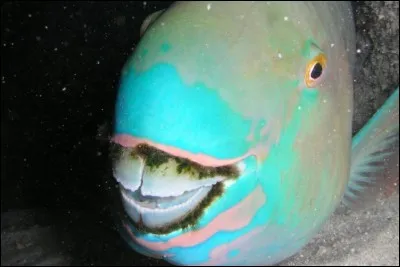 En broutant le corail, un poisson-perroquet produit environ ...