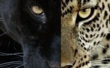 Quiz Animaux