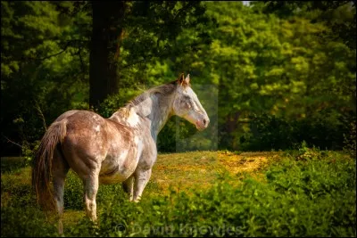 En termes de taille, tu ferais plutôt...