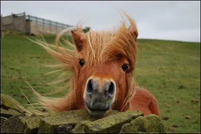 En termes de cavalier, tu serais plus à l'aise s'il était Galop...