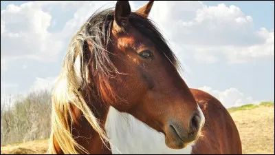 En termes de selle, tu préférerais...