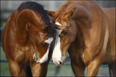 Accepterais-tu de monter avec un mors ?