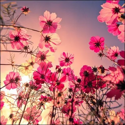 Vrai ou faux ? Le g&eacute;meaux est sans doute le signe le plus franc.