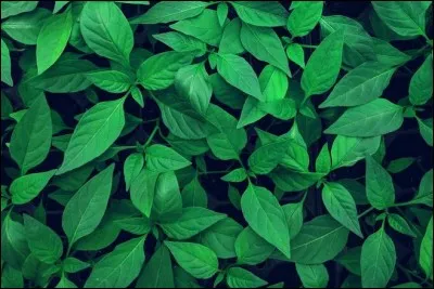 Lila est n&eacute;e le 27 juillet. Quel est son signe astrologique ?