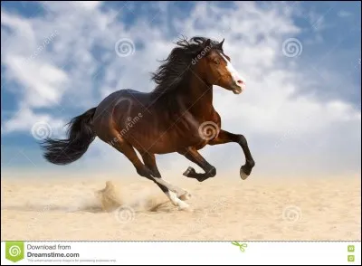 Laquelle de ces propositions n'est pas une tâche de tête du cheval ou poney ?