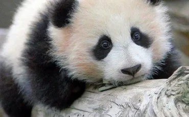 Quiz Animaux