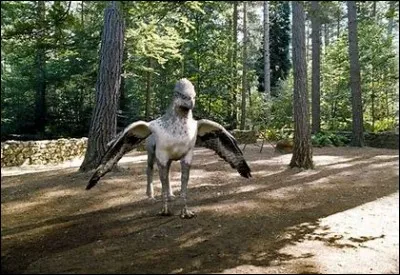 Après avoir échappé à l'exécution, comment est renommé l'hippogriffe de Hagrid ?