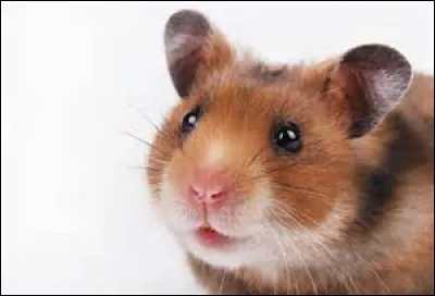 Le hamster de Zoe s'appelle Jorge.